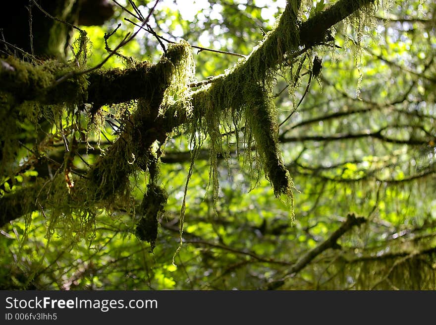 Moss on branch