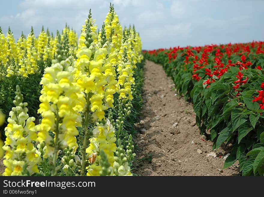 The Flower Road