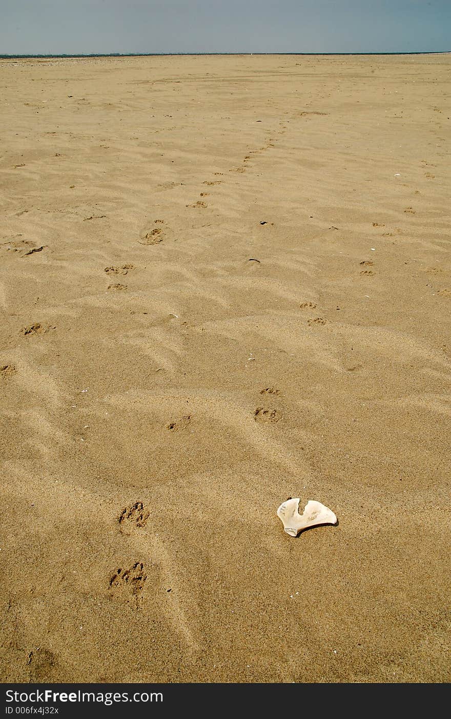 Two hyaenas left there footprints on the beaches of walvis bay. Two hyaenas left there footprints on the beaches of walvis bay.