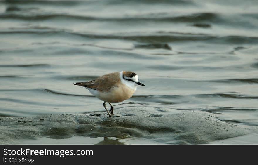 Sandpiper in tidelands