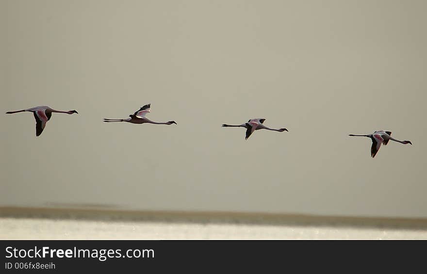 A chain of flamingos flying through the air. A chain of flamingos flying through the air.