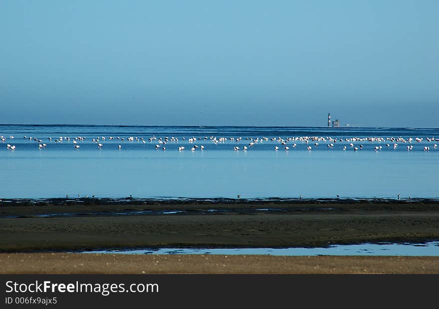 Flock of flamingos in tidelands