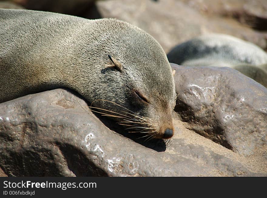 Seal is sleeping on the rocks. Seal is sleeping on the rocks