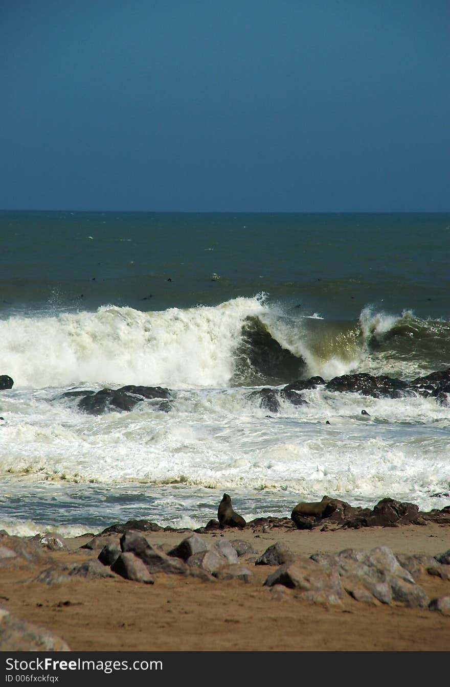 Seal under big wave