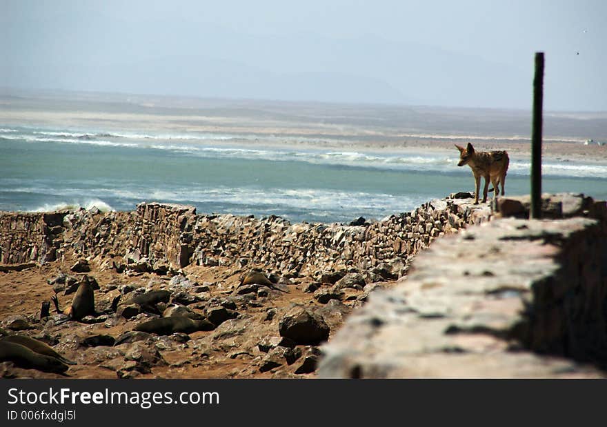 Jackal is looking for fresh born seals. Jackal is looking for fresh born seals.