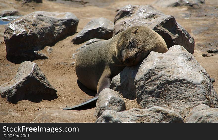 Sleeoping seal on the rocks. Sleeoping seal on the rocks.