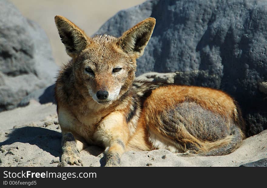 Portrait of a lying jackal. Portrait of a lying jackal