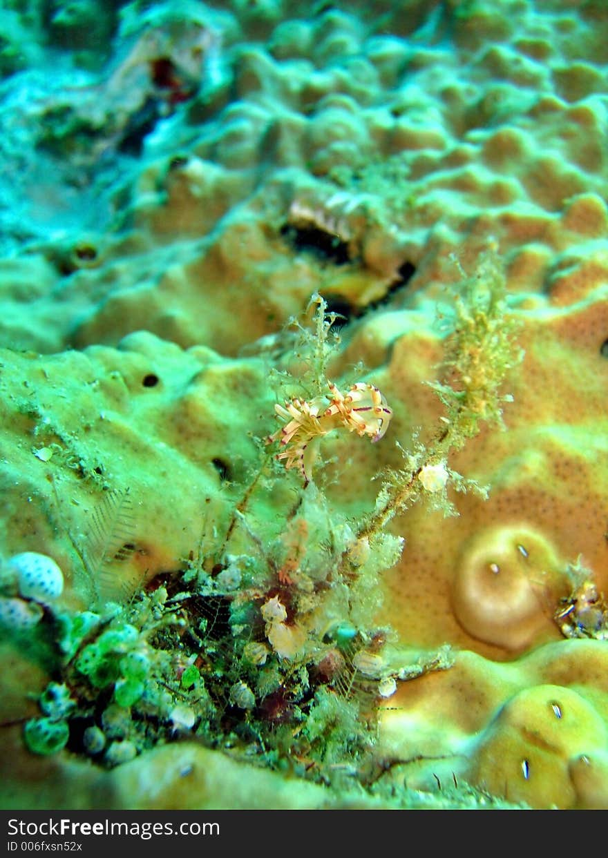 Flabellina rubrolineata. Flabellina rubrolineata