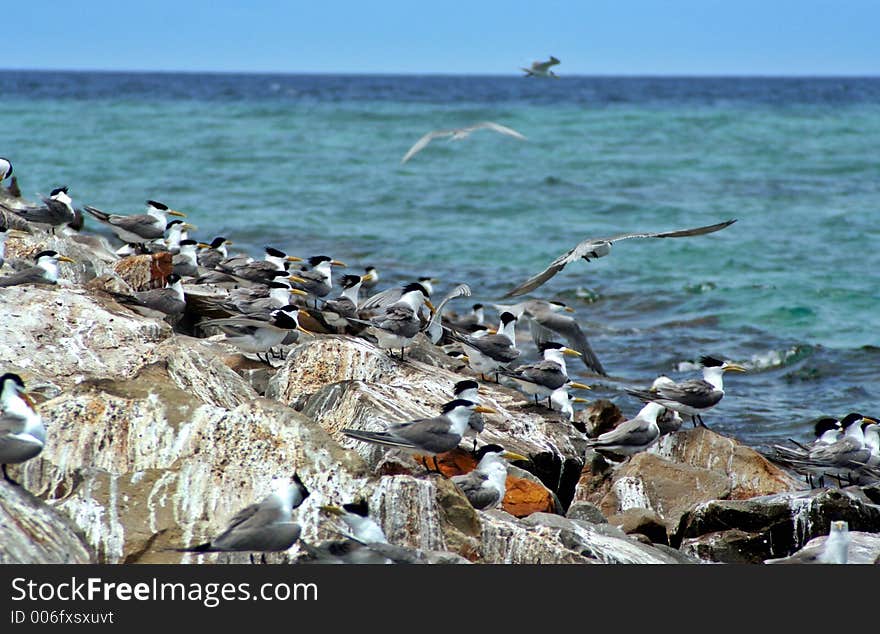 Migratory seabirds on a rocky island