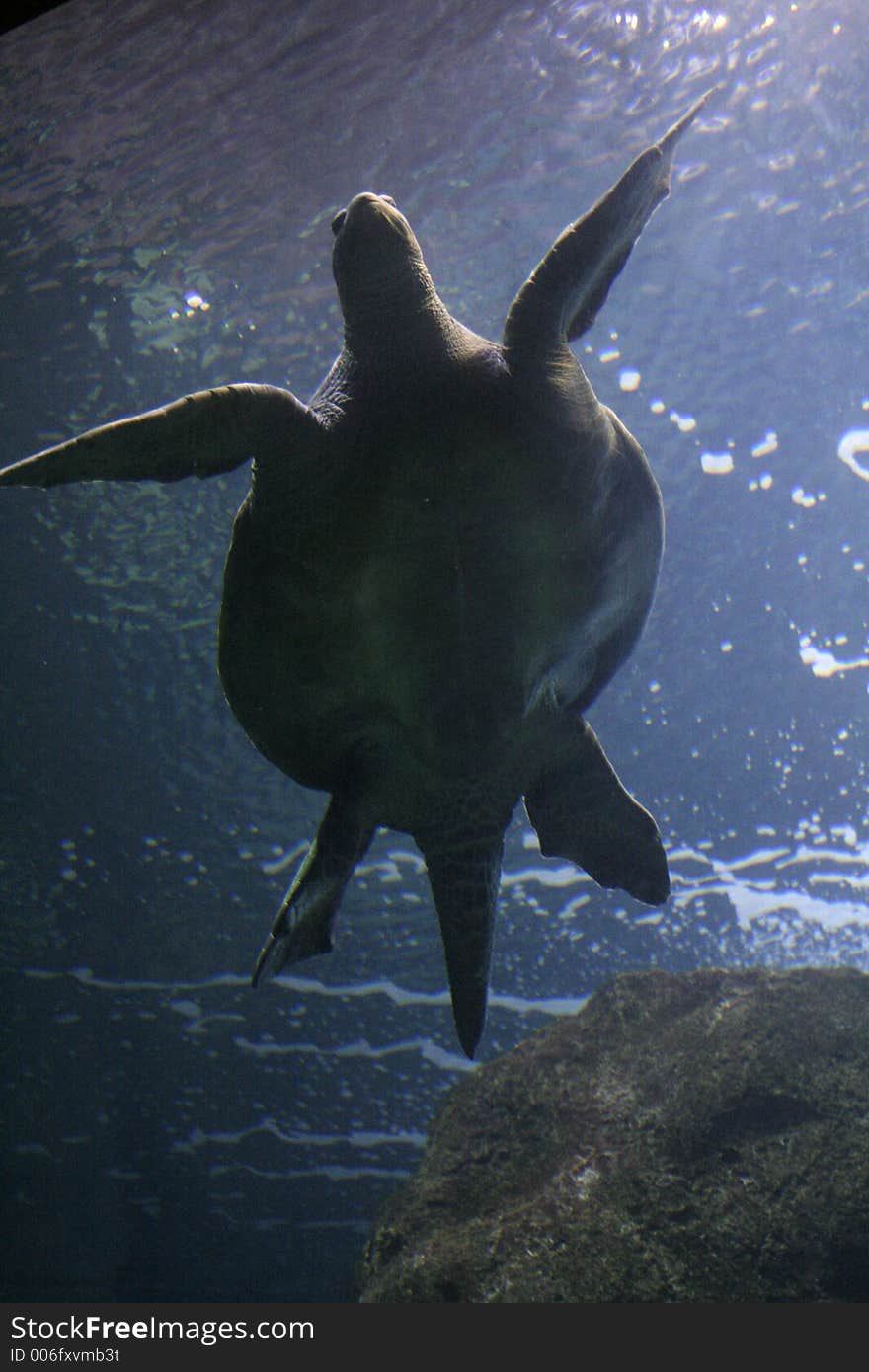 Sea turtle 2