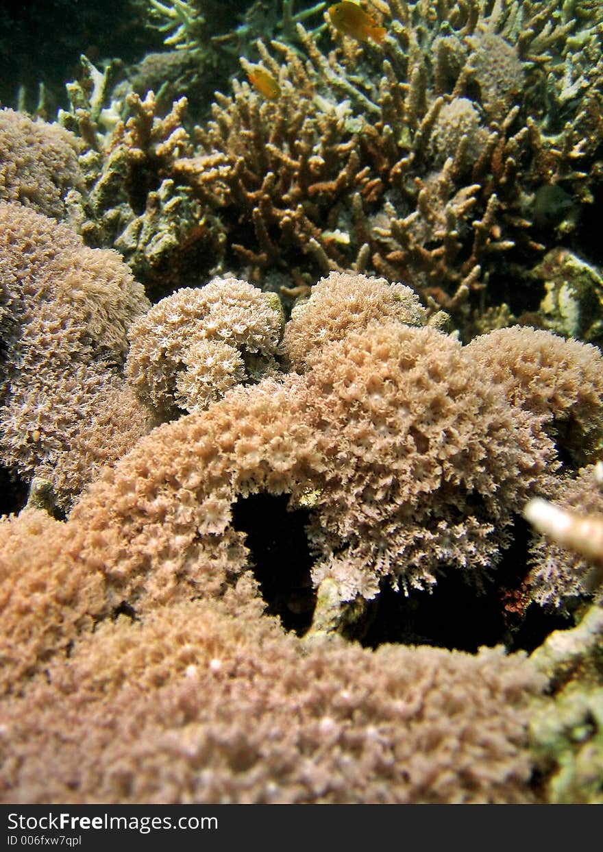 Colony of softcorals. Colony of softcorals