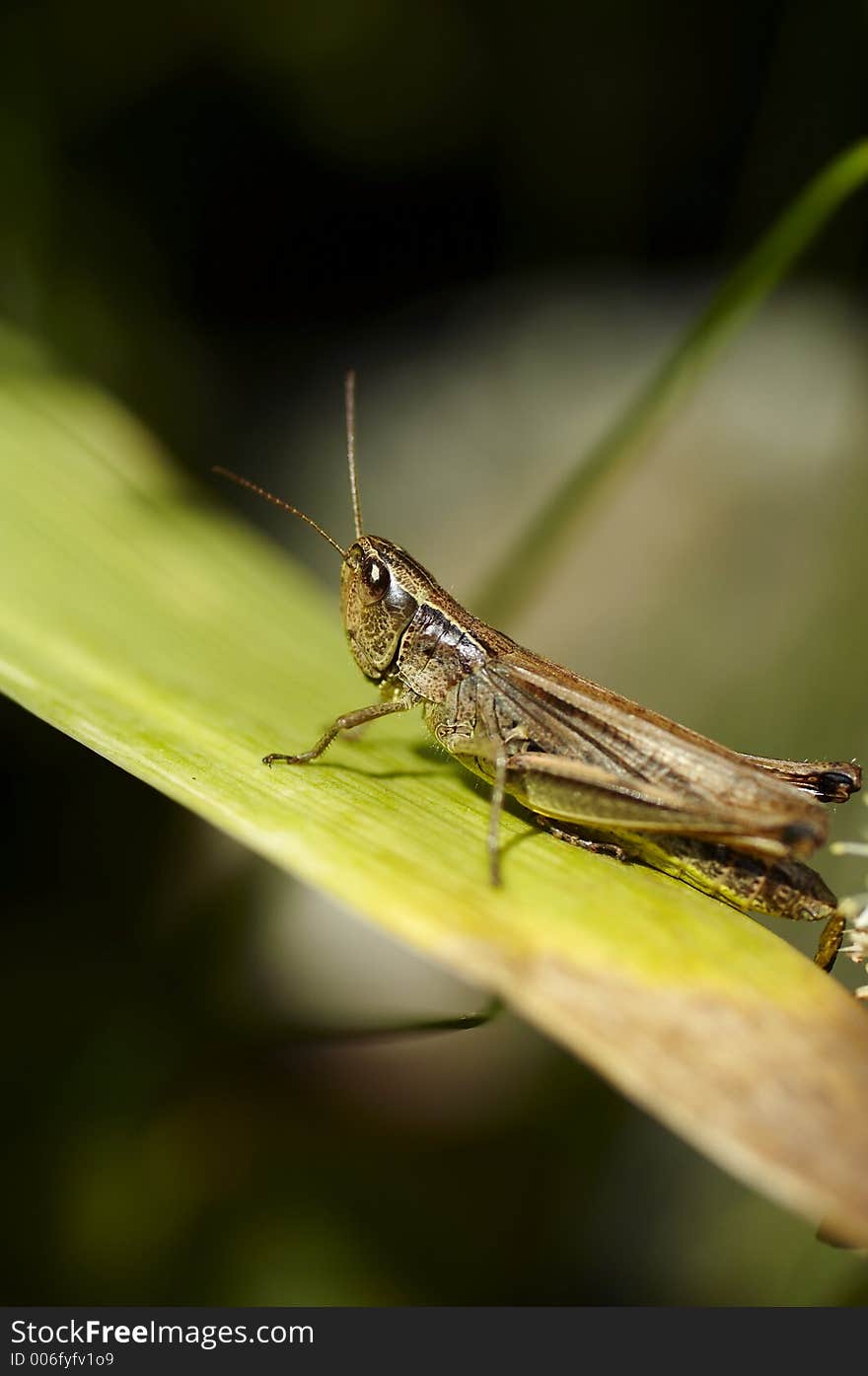 Alone grasshopper