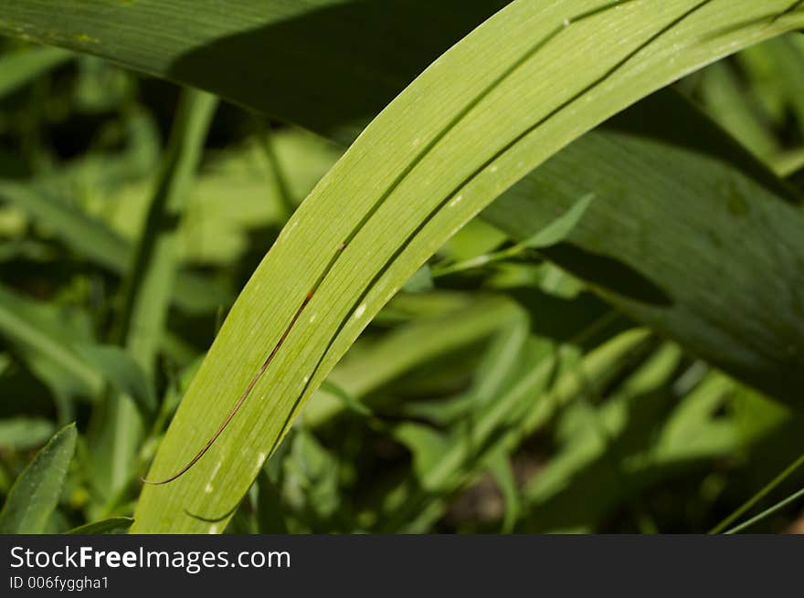 Green grass 2