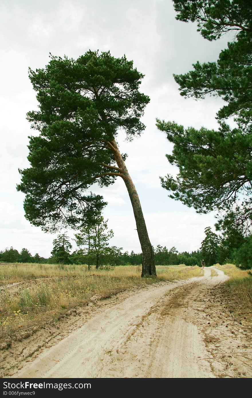 Road on the forest