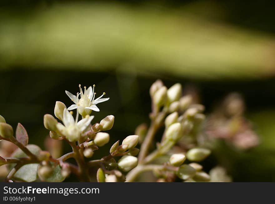 Small Flowers