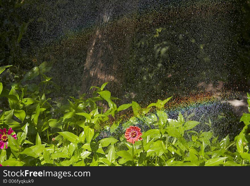 Water garden. Water garden