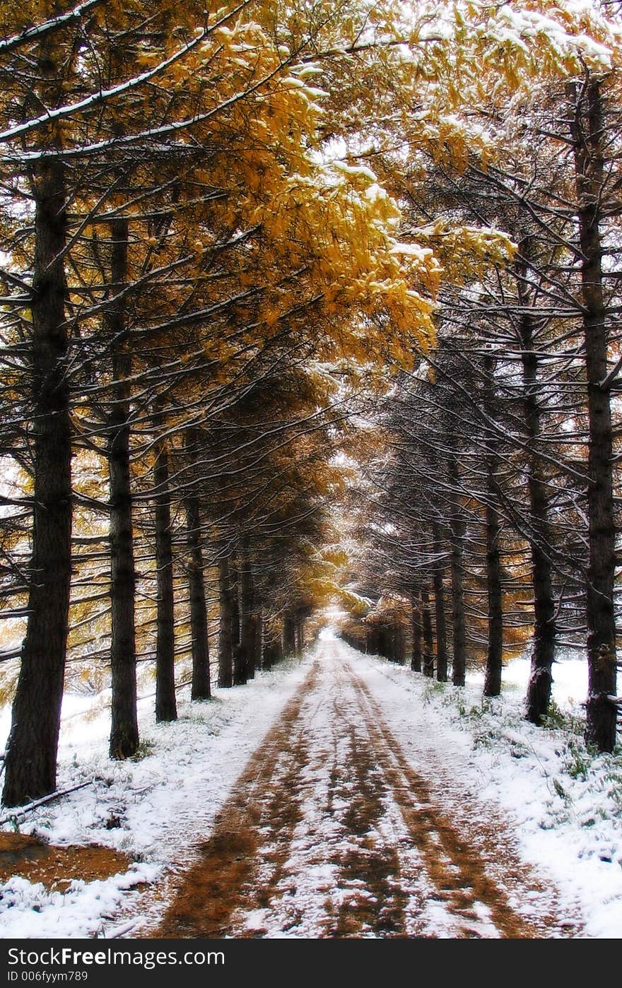 Golden Winter