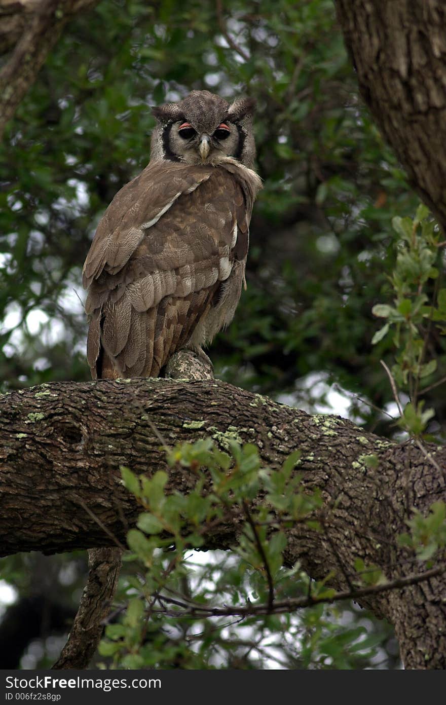 Vereaux S Eagle Owl