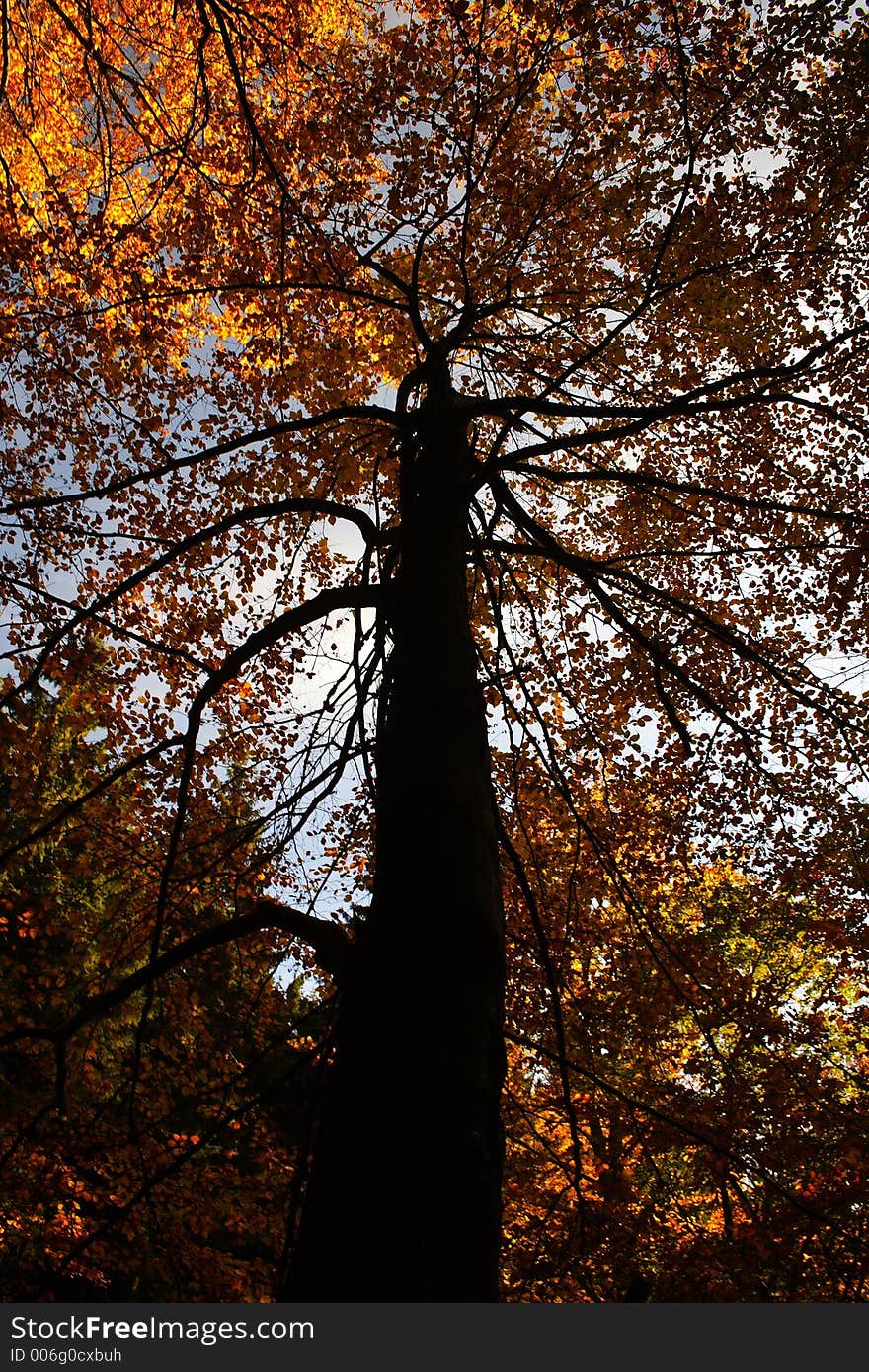 Autumn in the forest