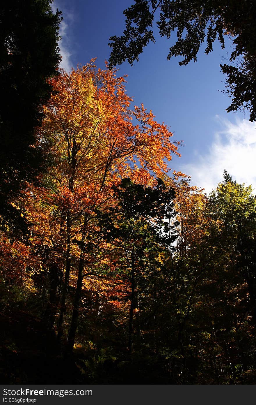 Autumn in the forest