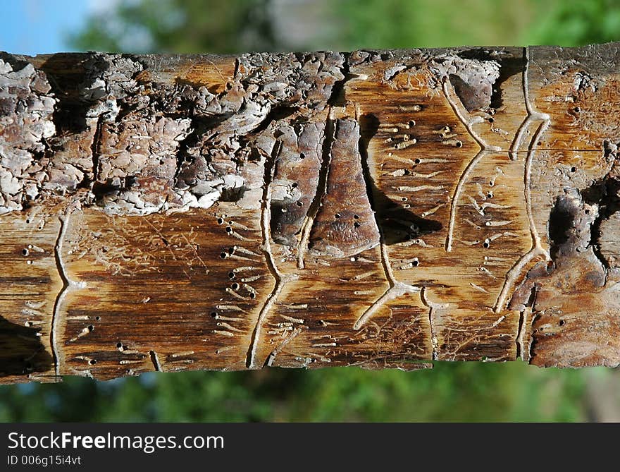 Pine plank with worm-holes