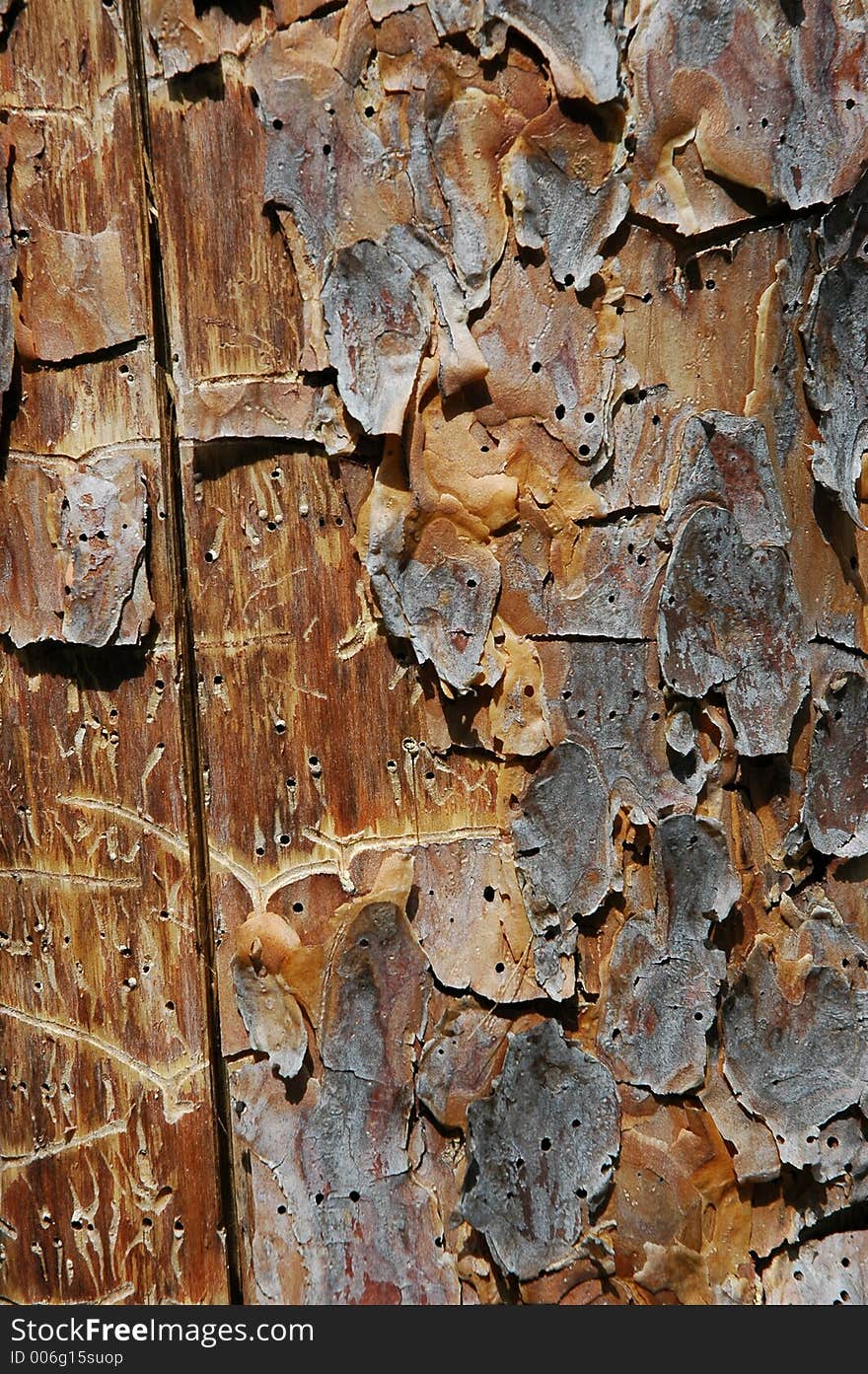 Pine plank with worm-holes