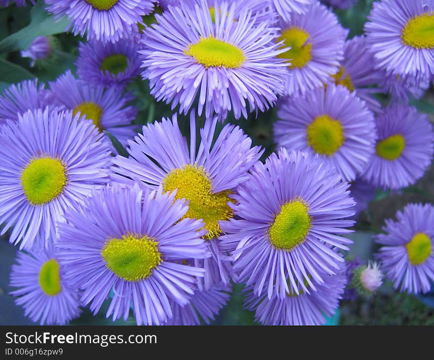 the cultivated flowers-blue cilia. the cultivated flowers-blue cilia