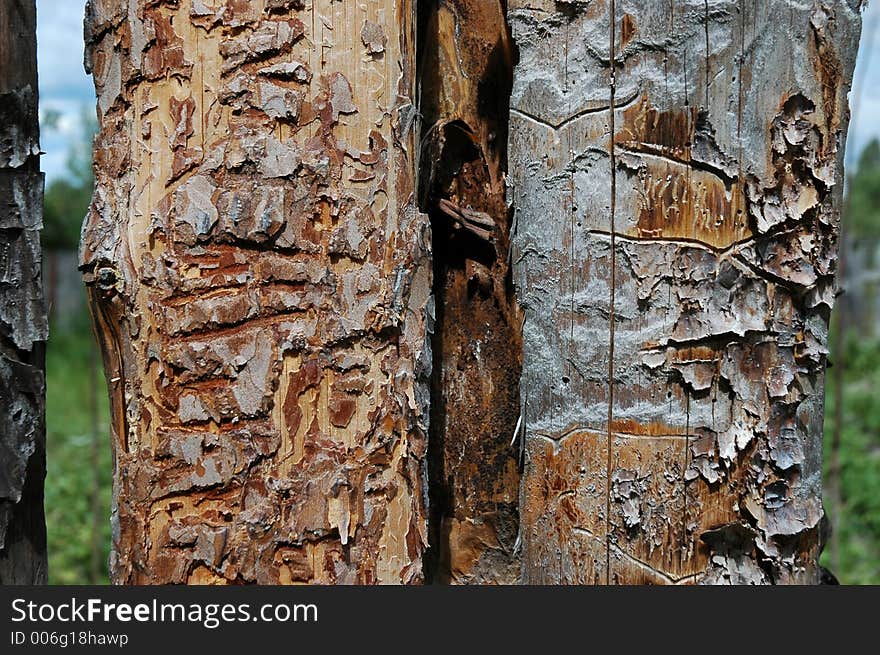 Pine planks with worm-holes. Pine planks with worm-holes