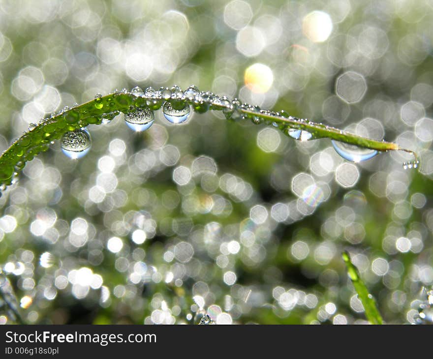 Dew on grass