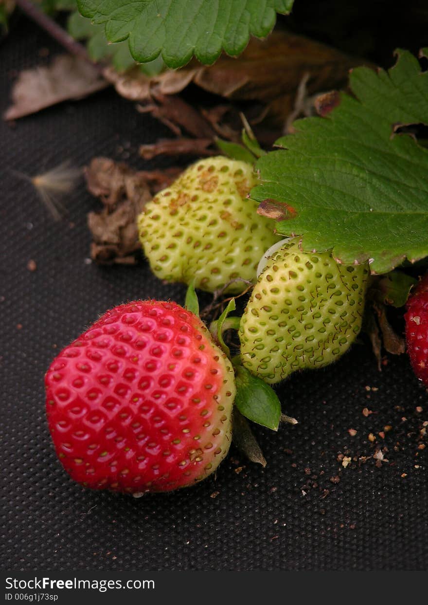 Strawberries, green and red