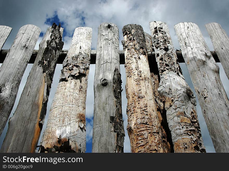 Pine planks with worm-holes. Pine planks with worm-holes