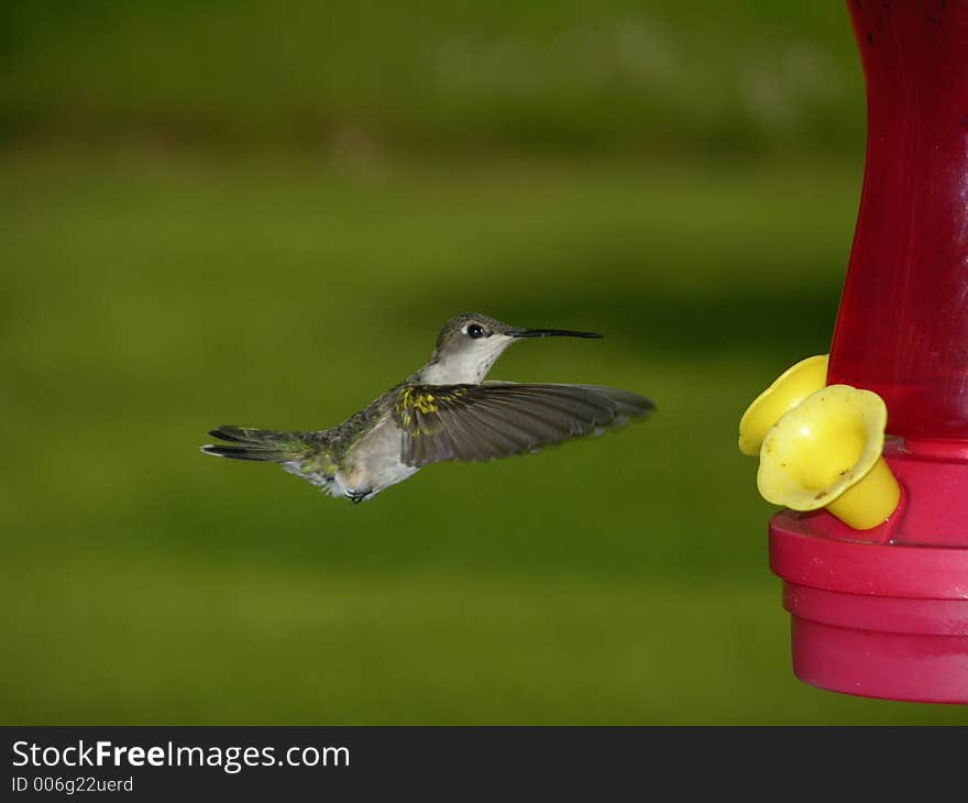 Hummingbird