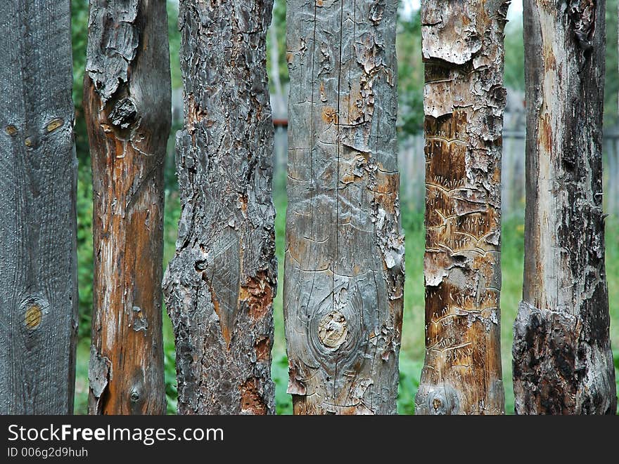 Pine Fence