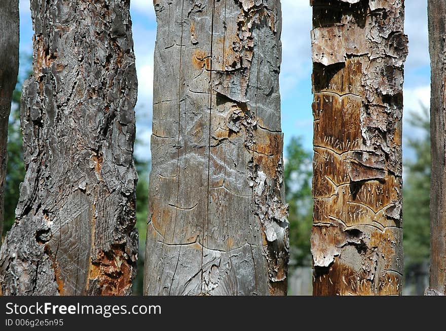 Pine Fence