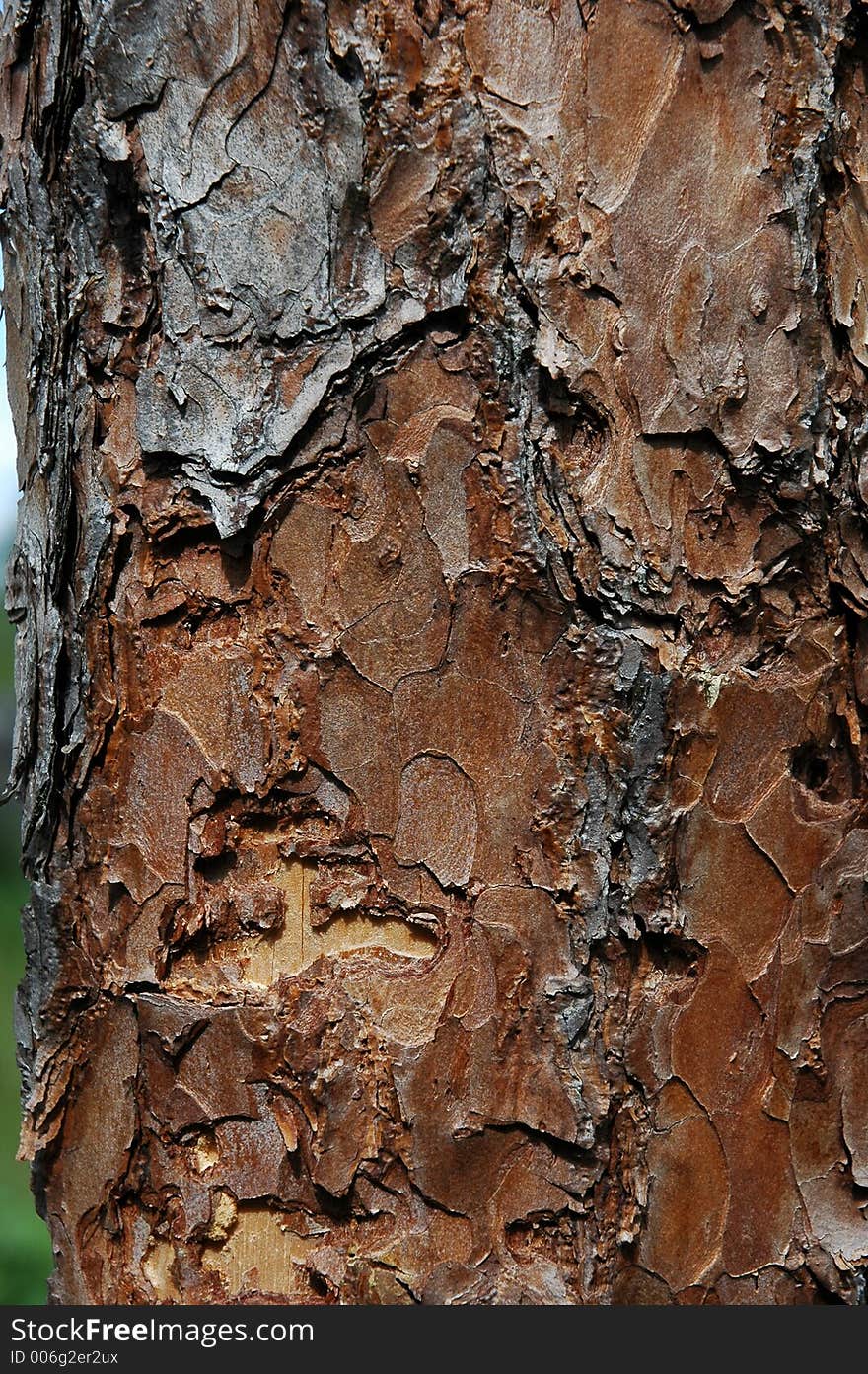 Pine plank with bark