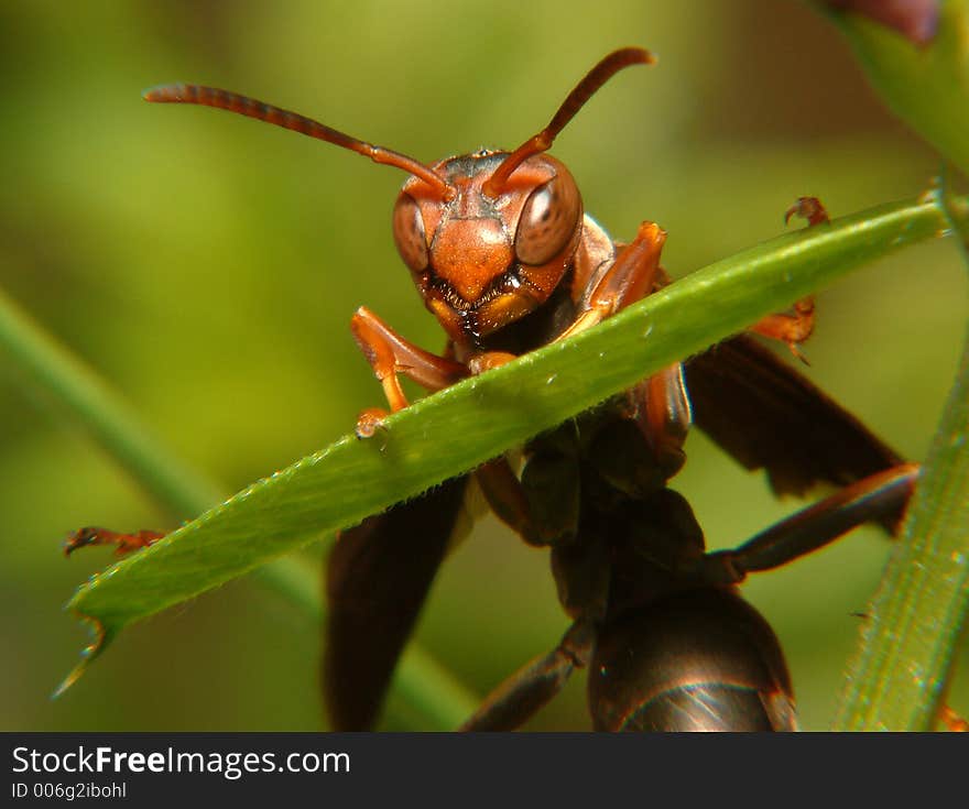 Wasp on plant