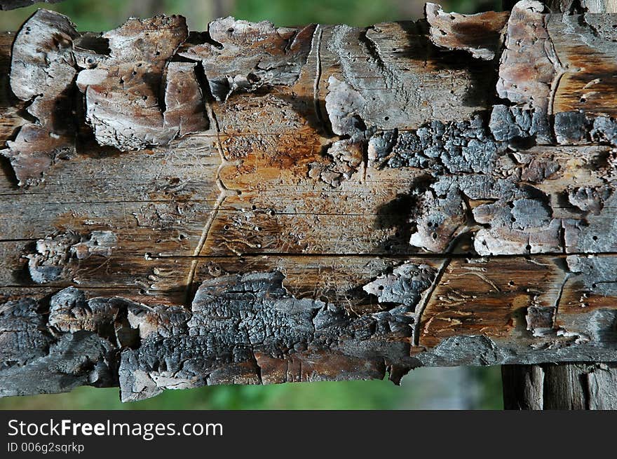 Pine plank with bark