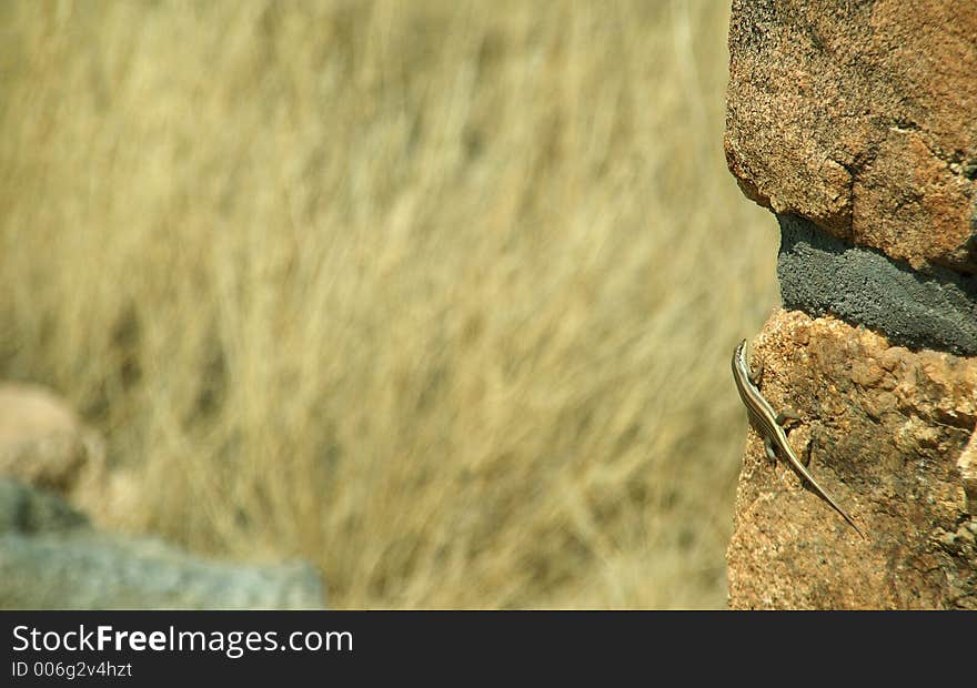 Namibian lizard at a wall. Namibian lizard at a wall