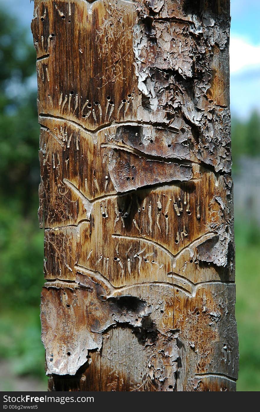 Pine plank with bark and worm-holes