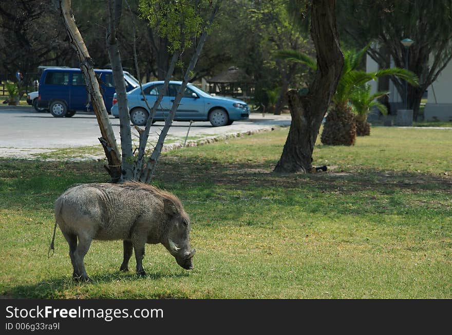 Warthog at a parking place in etosha national park namibia. Warthog at a parking place in etosha national park namibia.