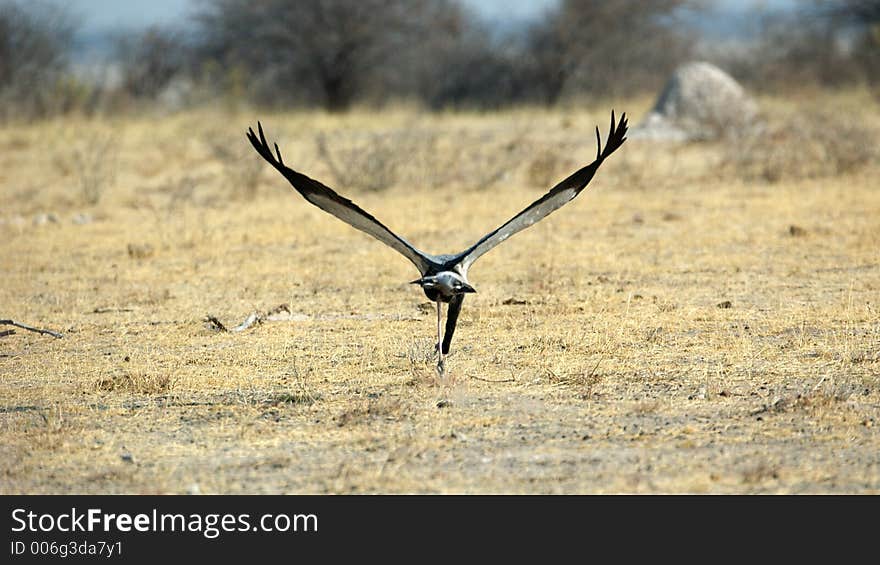 A secretary bird is starting up from the endless savannah of the etosha nationalpark. A secretary bird is starting up from the endless savannah of the etosha nationalpark.