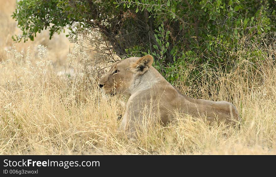 Lioness sitting in the grass behind a bush. Lioness sitting in the grass behind a bush.