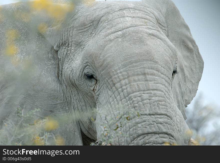 Portrait of an elephant through yellow bushes. Portrait of an elephant through yellow bushes.