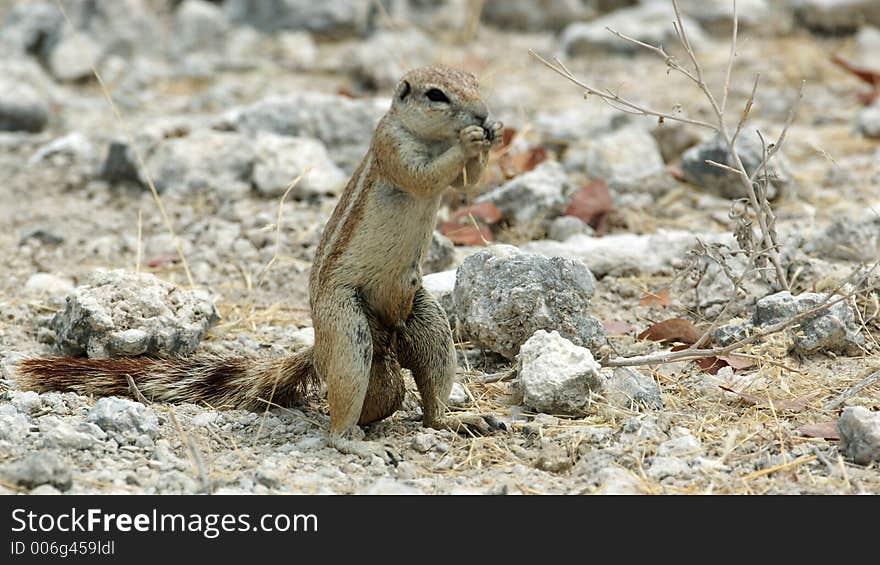 A groundsquirrel show us how macho it is. A groundsquirrel show us how macho it is.