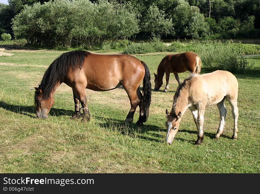 Three Horses in meadow