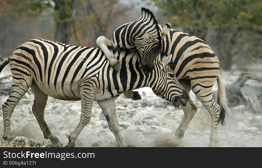 This zebra seems to be a vampire. This zebra seems to be a vampire.