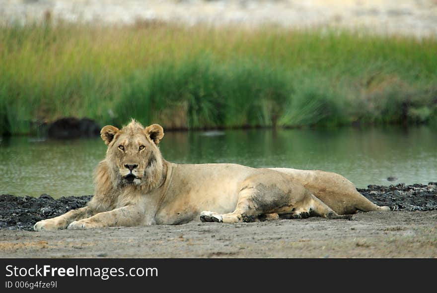 A half adult male lion is relaxing. A half adult male lion is relaxing.