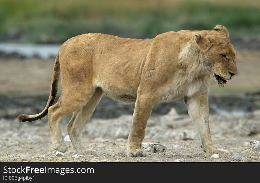 An old lioness with a scarred body walking through the savannah. An old lioness with a scarred body walking through the savannah.