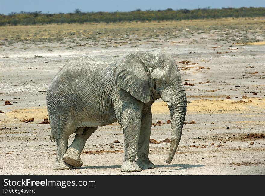 Waiting elephant