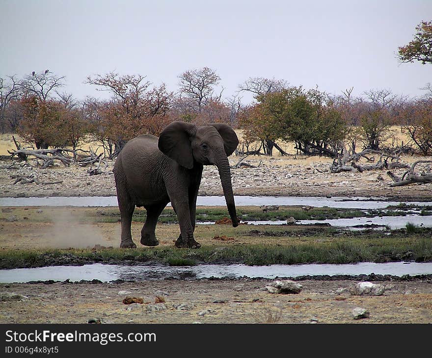 Young Elephant With Wide Ears